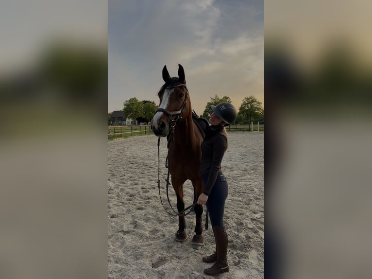 Oldenburger Springpferd Stute 14 Jahre 160 cm Brauner in Lachendorf