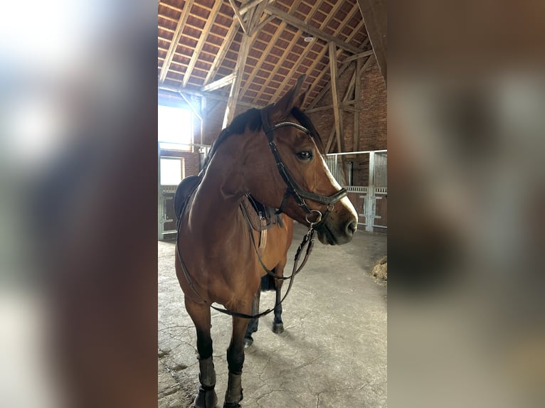 Oldenburger Springpferd Stute 14 Jahre 160 cm Brauner in Lachendorf