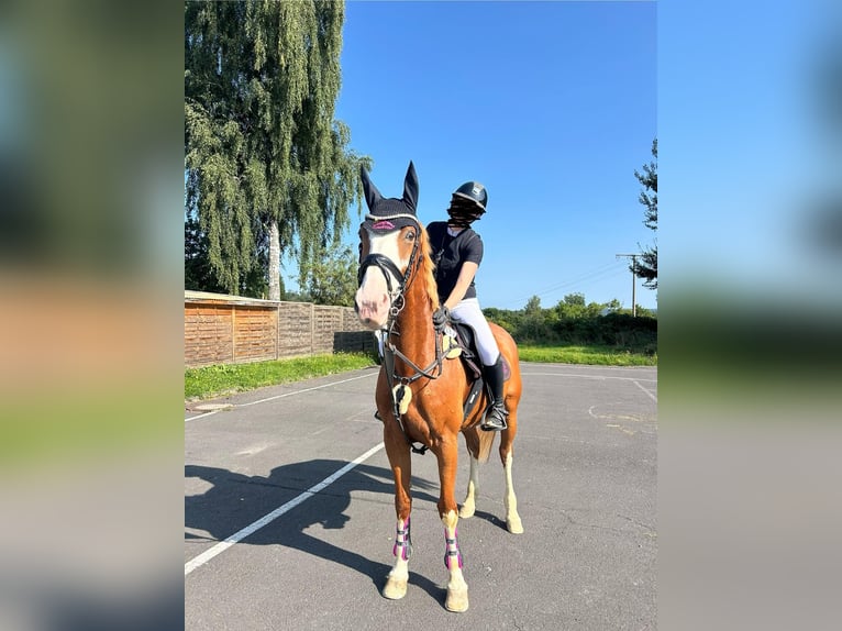 Oldenburger Springpferd Stute 14 Jahre 160 cm Fuchs in Oberelbert