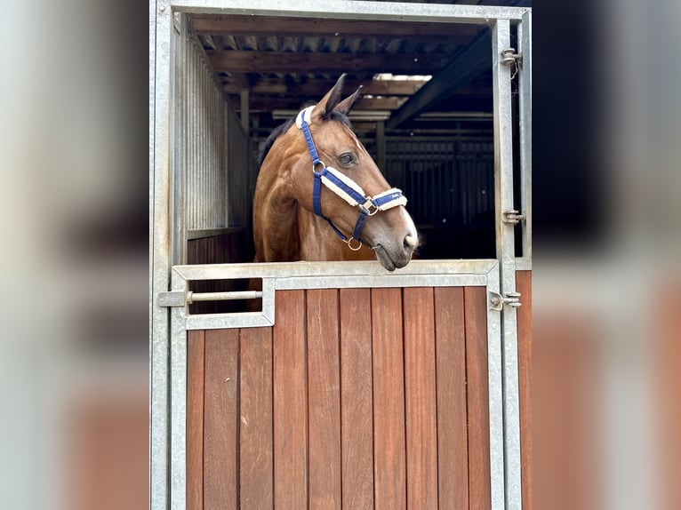 Oldenburger Springpferd Stute 14 Jahre 163 cm Brauner in Grefrath