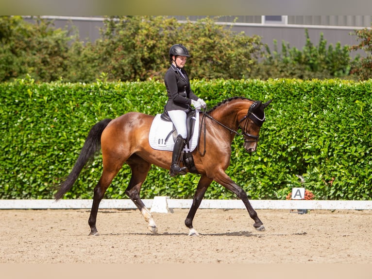 Oldenburger Springpferd Stute 14 Jahre 163 cm Brauner in Grefrath