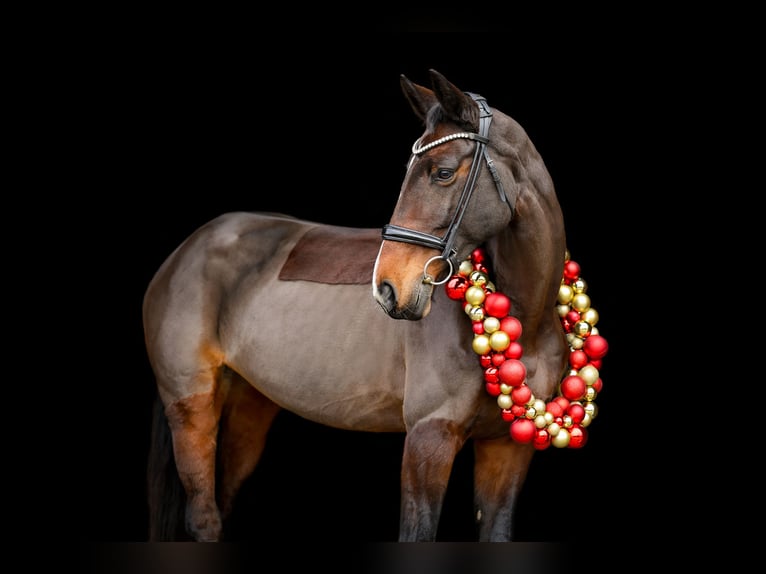 Oldenburger Springpferd Stute 14 Jahre 163 cm Brauner in Grefrath