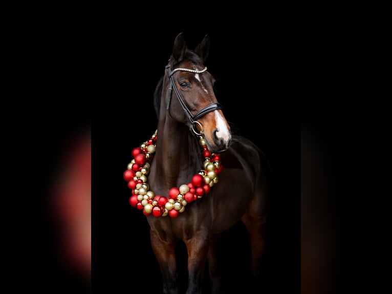 Oldenburger Springpferd Stute 14 Jahre 163 cm Brauner in Grefrath