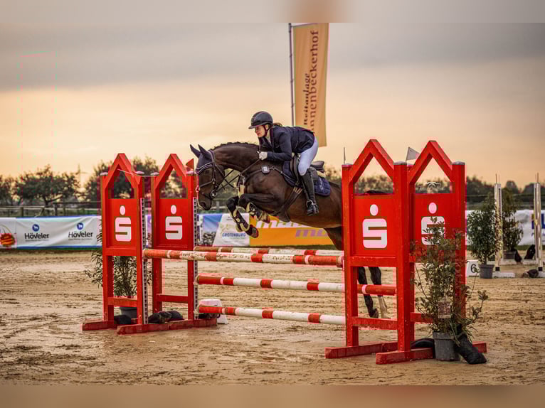 Oldenburger Springpferd Stute 14 Jahre 163 cm Brauner in Grefrath