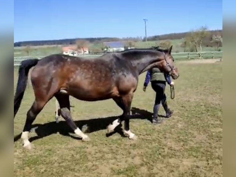 Oldenburger Springpferd Stute 14 Jahre 163 cm Dunkelbrauner in Bad Driburg