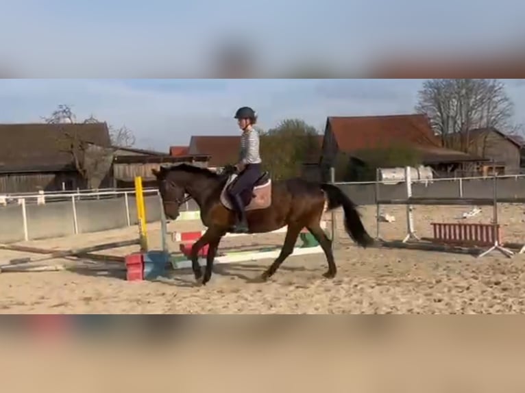 Oldenburger Springpferd Stute 14 Jahre 163 cm Dunkelbrauner in Stulln