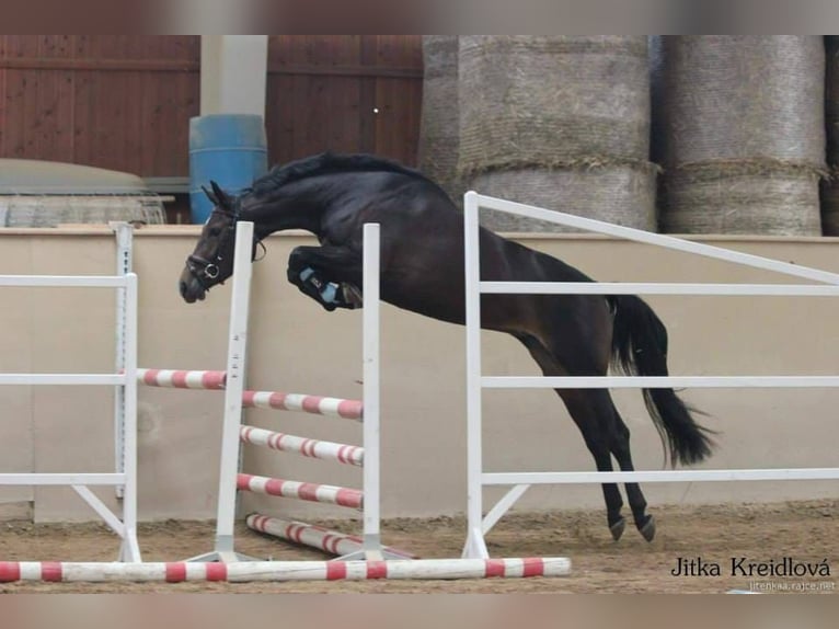 Oldenburger Springpferd Stute 14 Jahre 163 cm Dunkelbrauner in Stulln