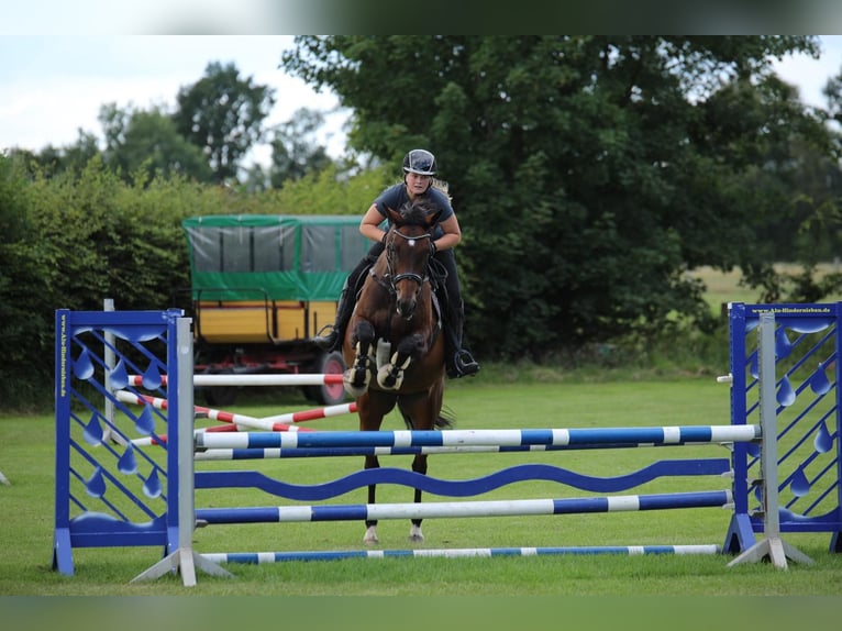 Oldenburger Springpferd Stute 14 Jahre 164 cm Brauner in Garbsen