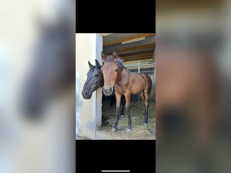 Oldenburger Springpferd Stute 14 Jahre 167 cm Schwarzbrauner in Sparneck