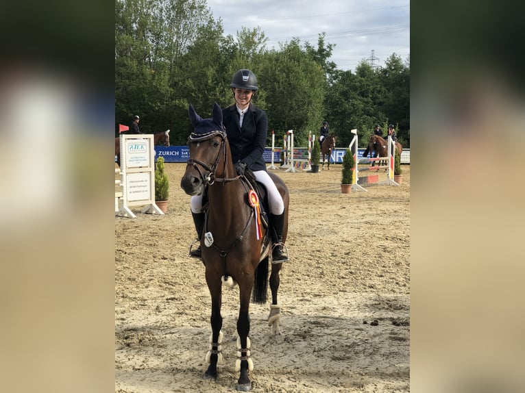 Oldenburger Springpferd Stute 14 Jahre 168 cm Brauner in Schmelz