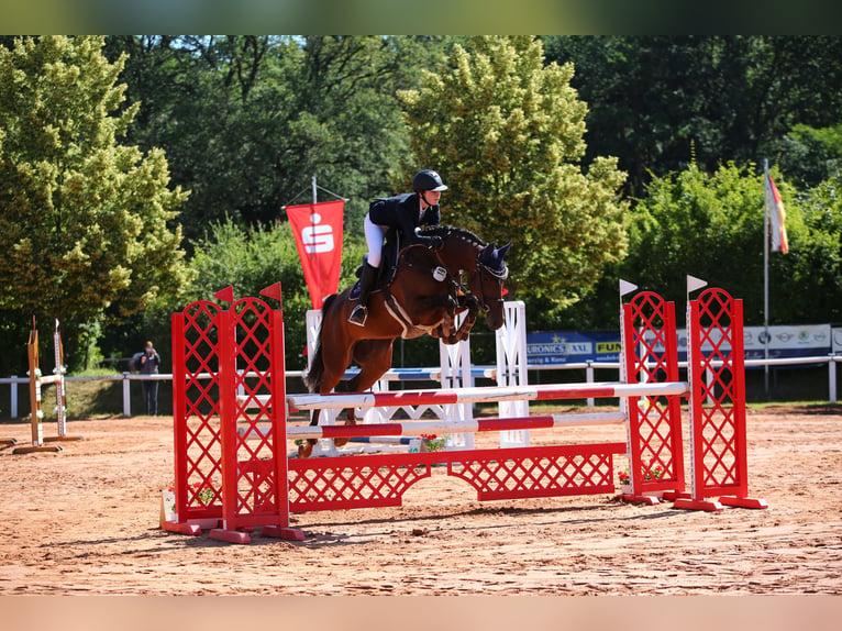 Oldenburger Springpferd Stute 14 Jahre 168 cm Brauner in Schmelz