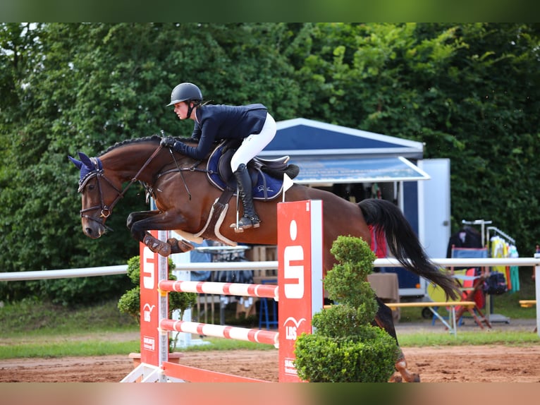 Oldenburger Springpferd Stute 14 Jahre 168 cm Brauner in Schmelz