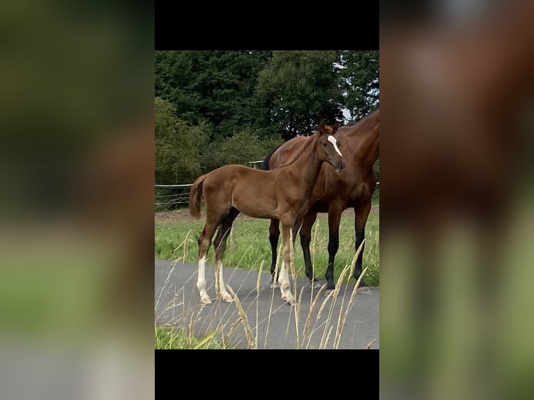 Oldenburger Springpferd Stute 14 Jahre 168 cm Brauner in Frankenberg (Eder)