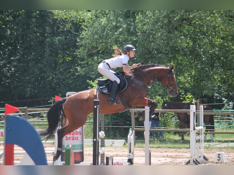 Oldenburger Springpferd Stute 14 Jahre 168 cm Brauner in Frankenberg (Eder)
