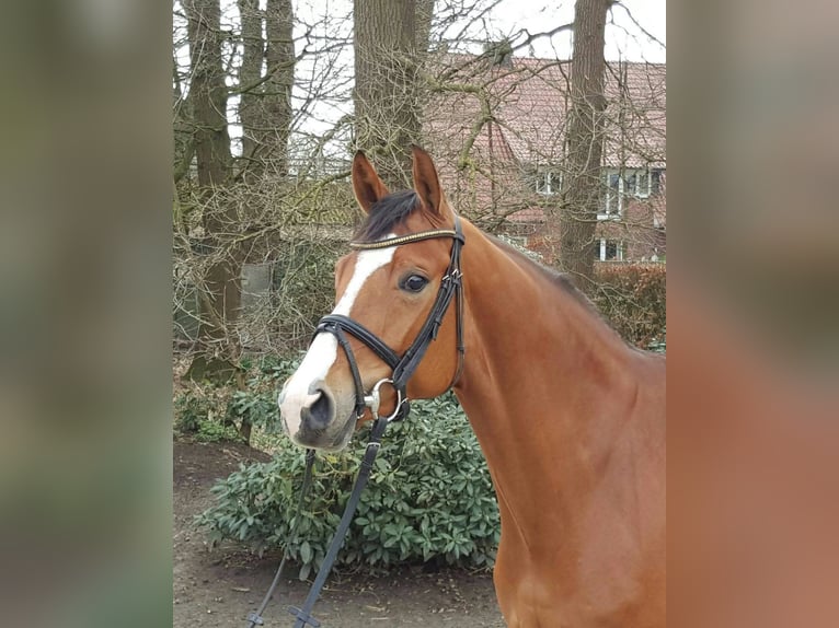 Oldenburger Springpferd Stute 14 Jahre 168 cm Brauner in Köln