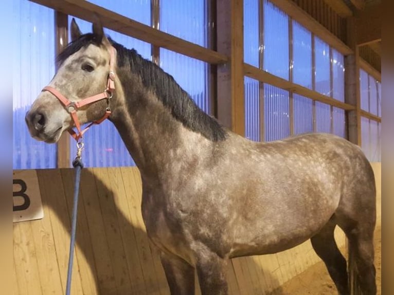 Oldenburger Springpferd Stute 14 Jahre 170 cm Schimmel in Porrentruy