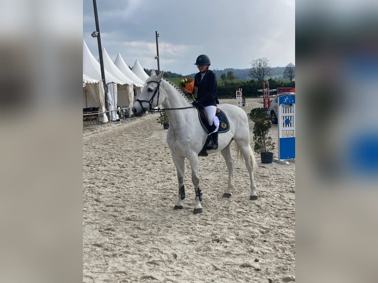 Oldenburger Springpferd Stute 14 Jahre 170 cm Schimmel in Porrentruy