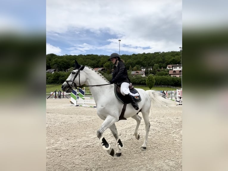 Oldenburger Springpferd Stute 14 Jahre 170 cm Schimmel in Porrentruy