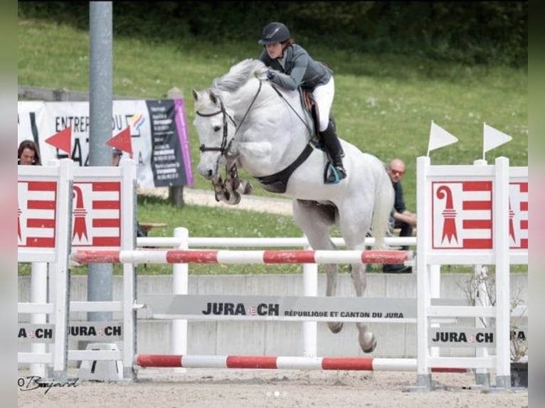 Oldenburger Springpferd Stute 14 Jahre 170 cm Schimmel in Porrentruy