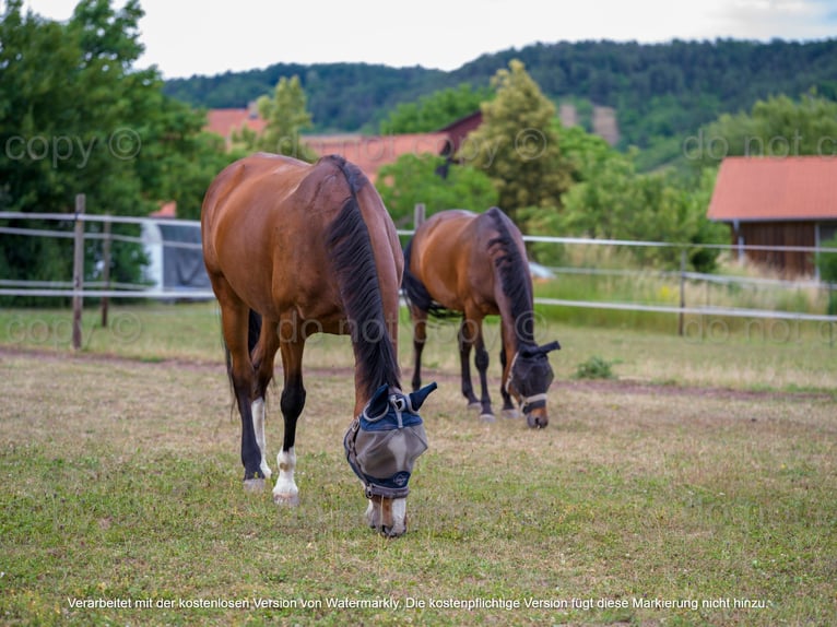 Oldenburger Springpferd Stute 14 Jahre 171 cm Brauner in T&#xFC;bingen