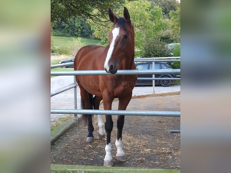 Oldenburger Springpferd Stute 14 Jahre 171 cm Brauner in T&#xFC;bingen