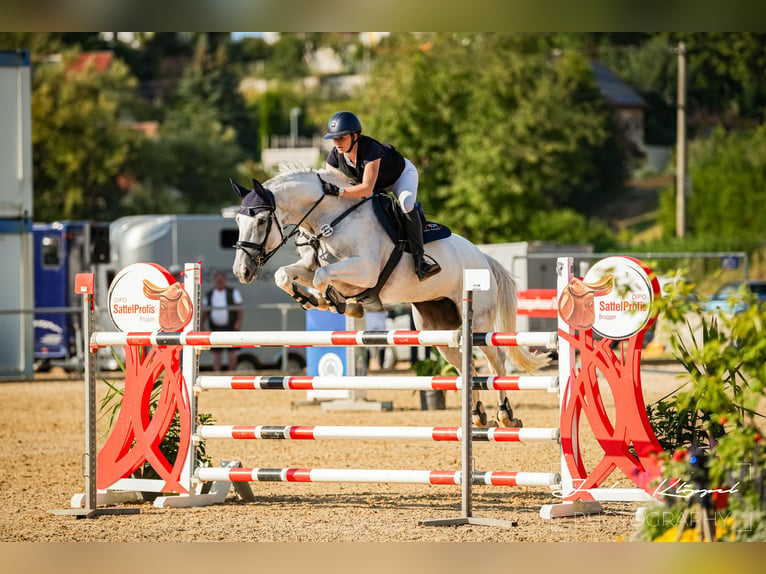 Oldenburger Springpferd Stute 14 Jahre 171 cm Schimmel in Illertissen