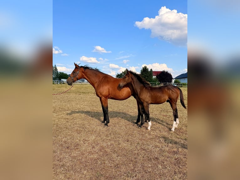 Oldenburger Springpferd Stute 14 Jahre 175 cm Brauner in Mücke