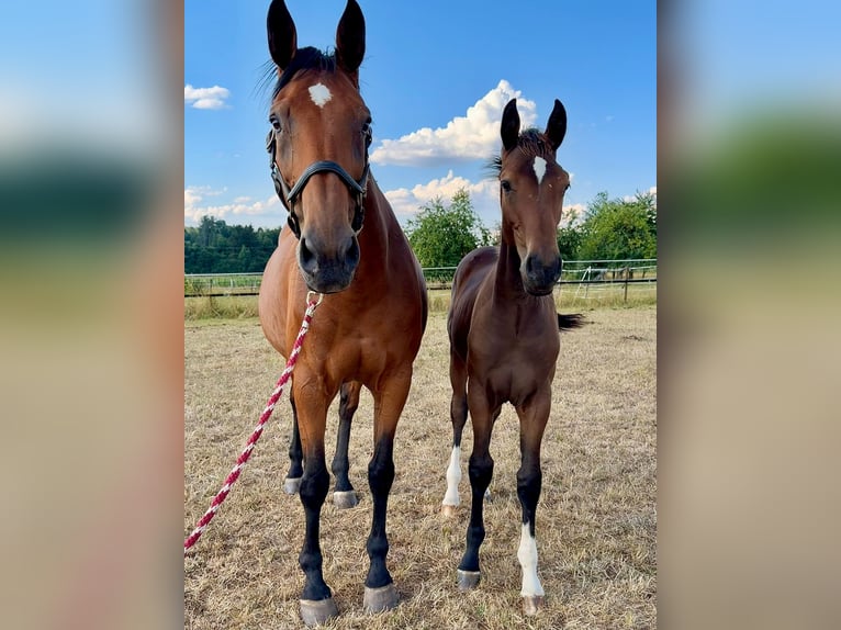 Oldenburger Springpferd Stute 14 Jahre 175 cm Brauner in Mücke