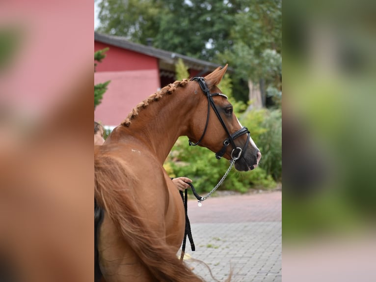 Oldenburger Springpferd Stute 15 Jahre 160 cm Fuchs in Edewecht