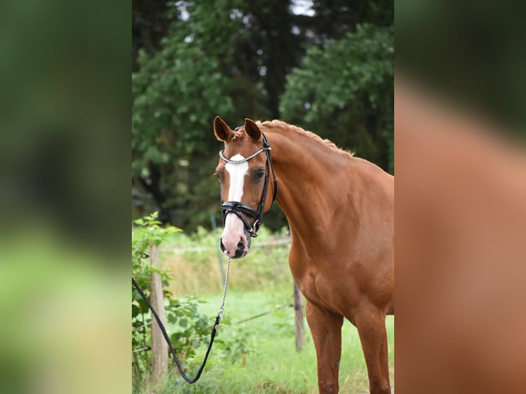 Oldenburger Springpferd Stute 15 Jahre 160 cm Fuchs in Edewecht