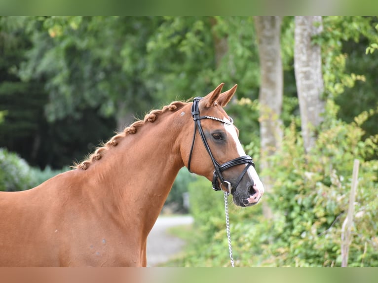 Oldenburger Springpferd Stute 15 Jahre 160 cm Fuchs in Edewecht