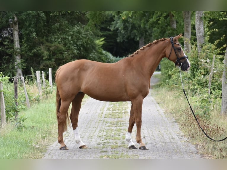 Oldenburger Springpferd Stute 15 Jahre 160 cm Fuchs in Edewecht