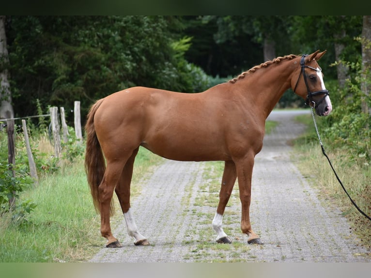 Oldenburger Springpferd Stute 15 Jahre 160 cm Fuchs in Edewecht