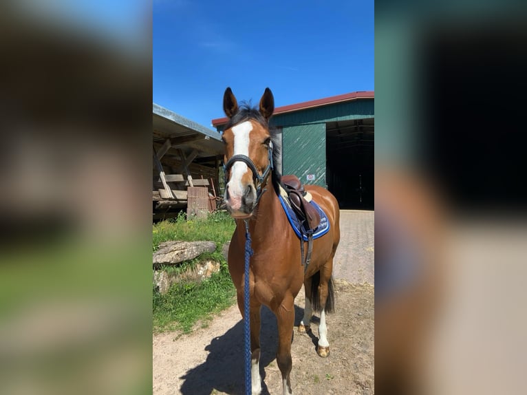 Oldenburger Springpferd Stute 15 Jahre 162 cm Brauner in Pirmasens
