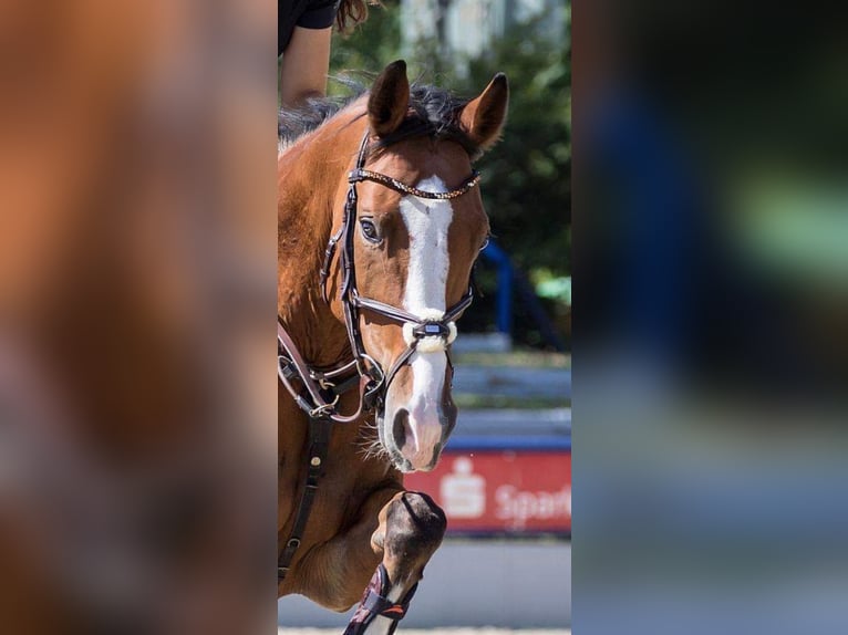 Oldenburger Springpferd Stute 15 Jahre 162 cm Brauner in Pirmasens