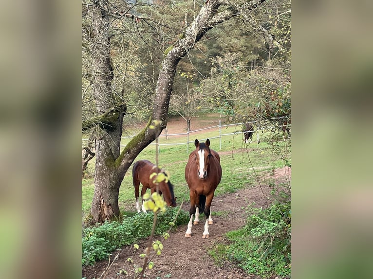 Oldenburger Springpferd Stute 15 Jahre 162 cm Brauner in Pirmasens