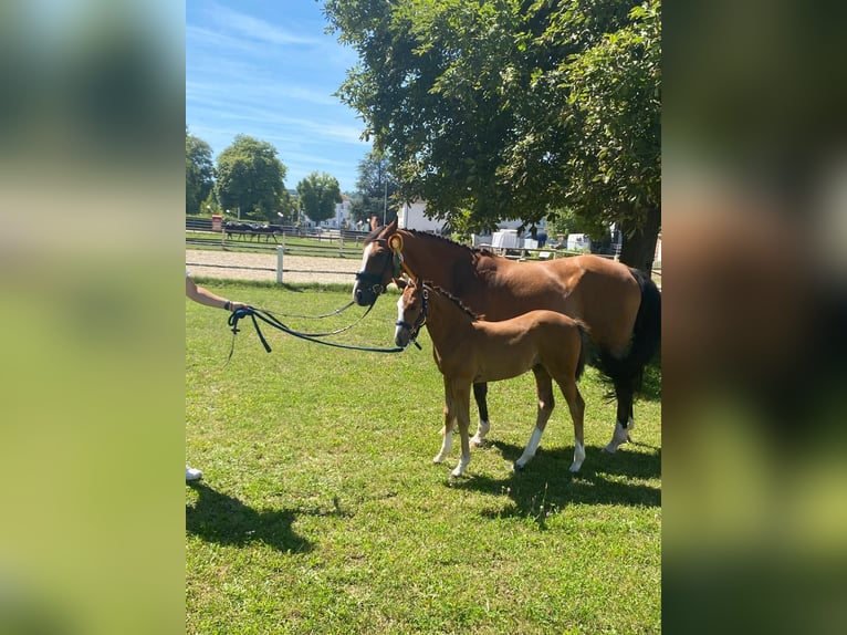 Oldenburger Springpferd Stute 15 Jahre 162 cm Brauner in Pirmasens