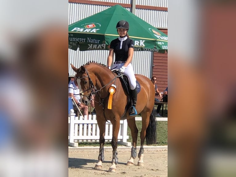 Oldenburger Springpferd Stute 15 Jahre 162 cm Brauner in Pirmasens