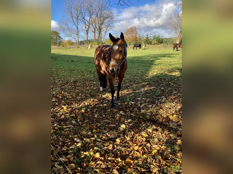 Oldenburger Springpferd Stute 15 Jahre 163 cm Brauner in Aurich