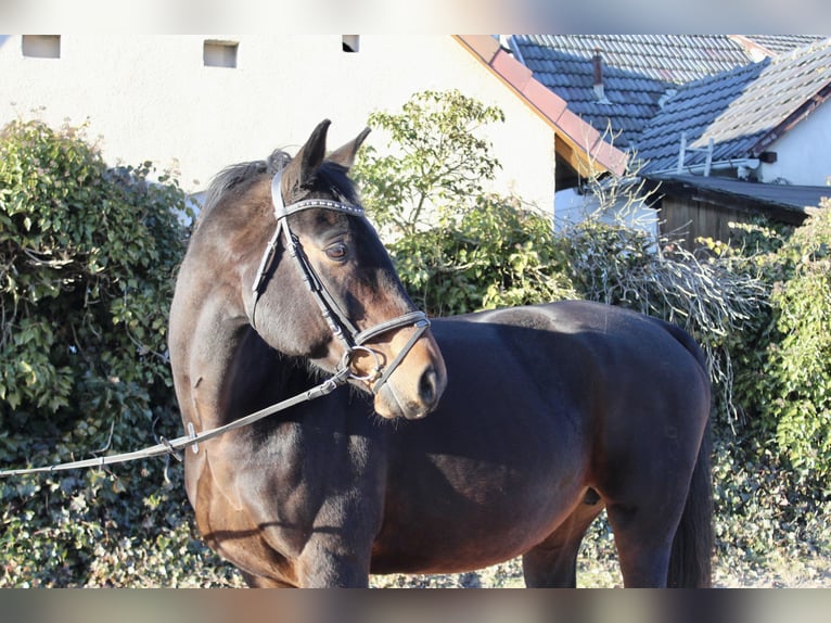 Oldenburger Springpferd Stute 15 Jahre 164 cm Dunkelbrauner in Sonnefeld