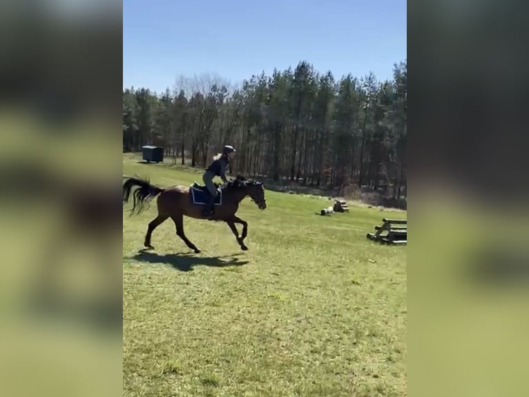 Oldenburger Springpferd Stute 15 Jahre 165 cm Brauner in Hermannsburg