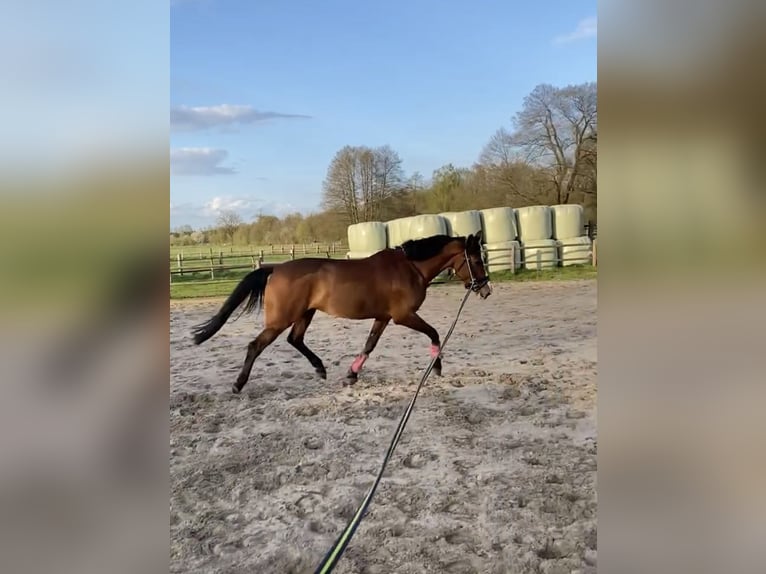 Oldenburger Springpferd Stute 15 Jahre 165 cm Brauner in Hermannsburg