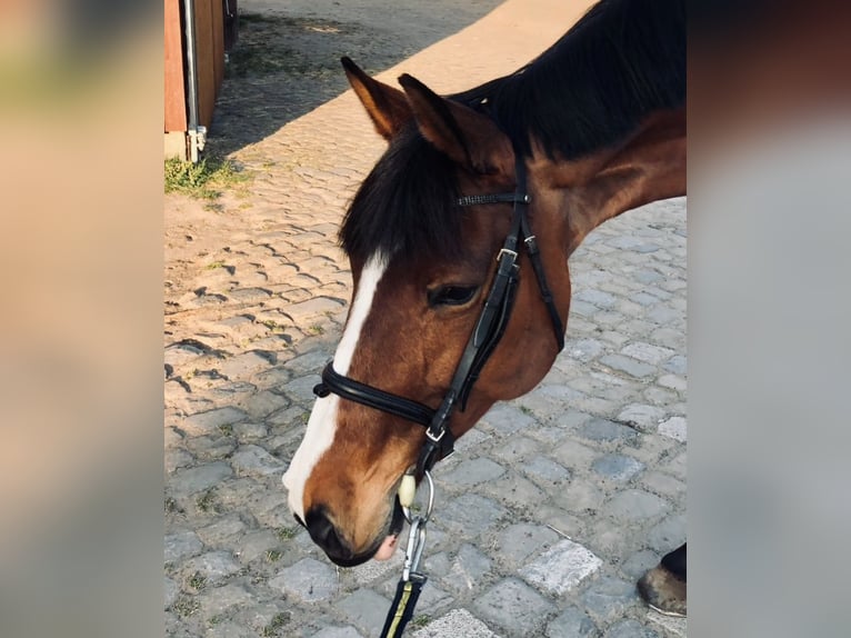 Oldenburger Springpferd Stute 15 Jahre 165 cm Brauner in Hermannsburg