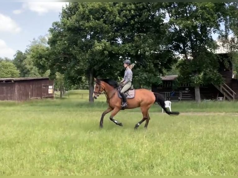 Oldenburger Springpferd Stute 15 Jahre 165 cm Brauner in Hermannsburg