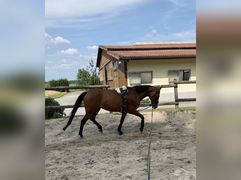Oldenburger Springpferd Stute 15 Jahre 165 cm Brauner in Hermannsburg