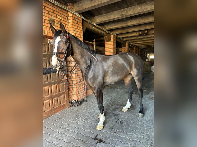 Oldenburger Springpferd Stute 15 Jahre 165 cm Dunkelbrauner in Jeziorany