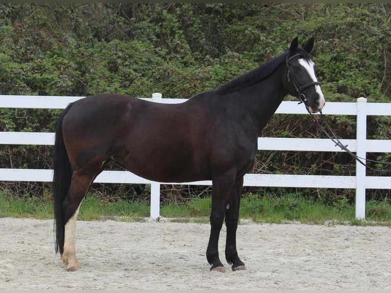Oldenburger Springpferd Stute 15 Jahre 165 cm Rappe in Wettenberg
