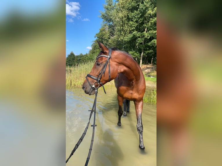 Oldenburger Springpferd Stute 15 Jahre 166 cm Brauner in Aurich