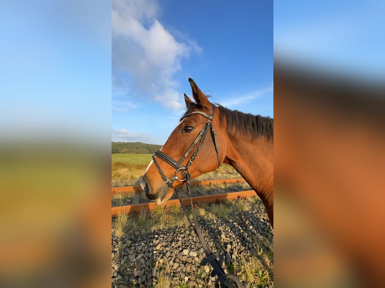 Oldenburger Springpferd Stute 15 Jahre 166 cm Brauner in Dingen
