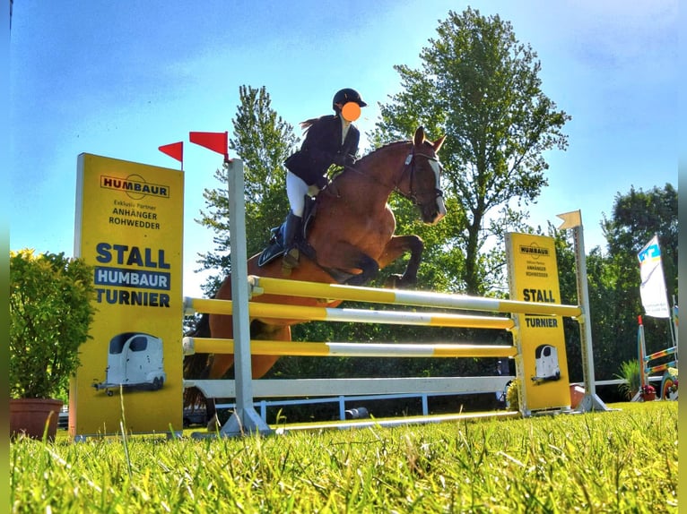 Oldenburger Springpferd Stute 15 Jahre 166 cm Brauner in Dingen